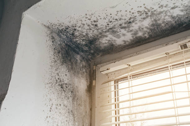 Affordable Basement Mold Removal solutions in Carr, CO