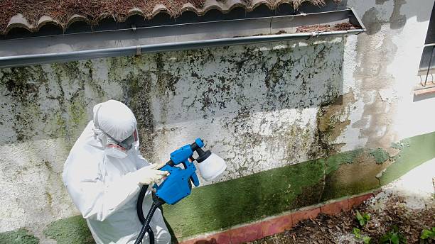 Top rated local Basement Mold Removal specialists in Carr, CO